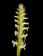 Sprianthes romanzoffiana - Lady Tress Orchid 18-1875